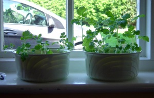 31 days post germination