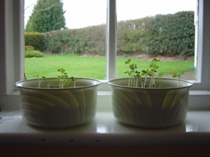 9 days post germination